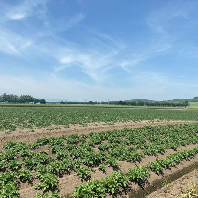 カルビー株式会社様 馬鈴薯生産現場・貯蔵施設を視察しました - 髙野総合運輸株式会社 - お知らせ